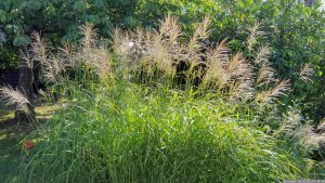 Blütenstände des Silberfahnengrases (Miscanthus sacchariflorus) am 26. August 2024