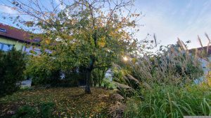 Unser Garten am 19. Oktober 2024