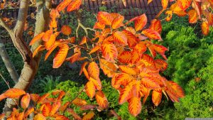 Herbstlaub der Kupfer-Felsenbirne (Amelanchier lamarckii) am 19. Oktober 2024