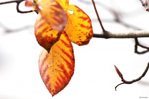Herbstlaub der Kupfer-Felsenbirne (Amelanchier lamarckii) am 21. Oktober 2024