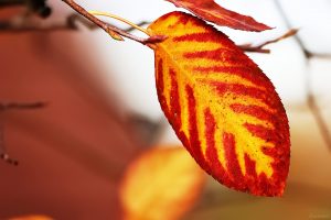 Herbstlaub der Kupfer-Felsenbirne (Amelanchier lamarckii) am 21. Oktober 2024