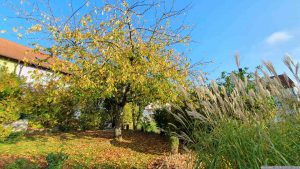 Unser Garten am 25. Oktober 2024