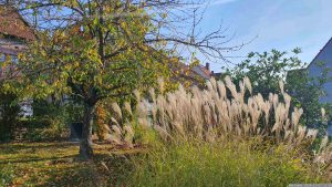 Unser Garten am 3. November 2024