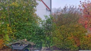 Neupflanzung einer Roten Glanzmispel (Photinia fraseri "Red Robin") am 9. November 2024
