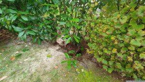 Neupflanzung einer Roten Glanzmispel (Photinia fraseri "Red Robin") am 9. November 2024