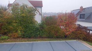 Unsere Hecke nach der Neupflanzung einer Roten Glanzmispel (Photinia fraseri "Red Robin") am 9. November 2024