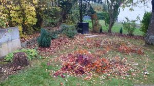 Herbstlaub und Zweige des Rotlaubigen Perückenstrauchs (Cotinus coggyria ‘Royal Purple’) nach Rückschnitt am 9. November 2024 nach Entfernen eines ca. 6 Meter hohen Astes