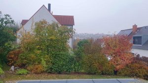 Unsere Hecke nach der Neupflanzung einer Roten Glanzmispel (Photinia fraseri "Red Robin") am 9. November 2024