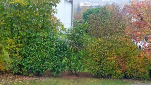 Unsere Hecke nach der Neupflanzung einer Roten Glanzmispel (Photinia fraseri "Red Robin") am 9. November 2024