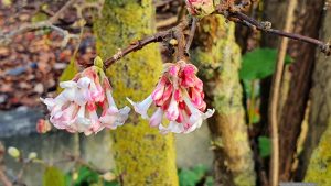 Blüten des Winterschneeballs (Viburnum bodnantense) am 25. November 2024