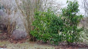 Unser Garten am 31. Dezember 2024