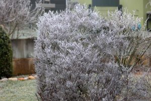 Raureif am 21. Januar 2025 in unserem Garten
