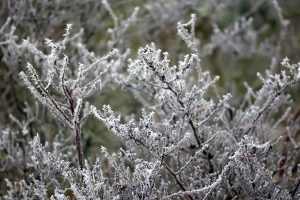 Raureif am 21. Januar 2025 in unserem Garten
