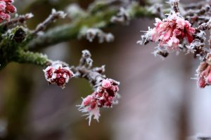 Raureif am 21. Januar 2025 in unserem Garten