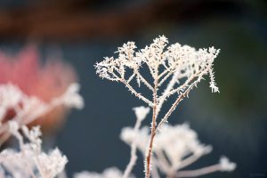Raureif am 21. Januar 2025 in unserem Garten