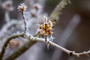 Raureif am 21. Januar 2025 in unserem Garten