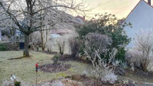 Raureif am 22. Januar 2025 in unserem Garten