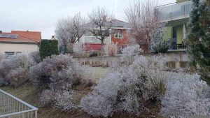 Raureif am 22. Januar 2025 in unserem Garten