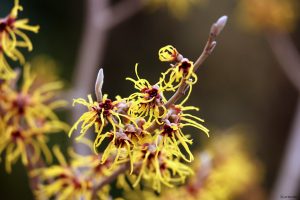 Blüten der Chinesischen Zaubernuss (Hamamelis mollis) am 30. Januar 2025