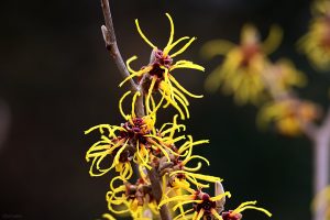 Blüten der Chinesischen Zaubernuss (Hamamelis mollis) am 30. Januar 2025