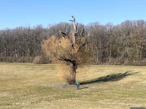 Der Soda-Baum - ein freistehender Baum auf der großen Magerwiese