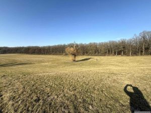 Der Soda-Baum - ein freistehender Baum auf der großen Magerwiese