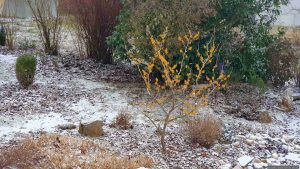 Unser Garten am 16. Februar 2025