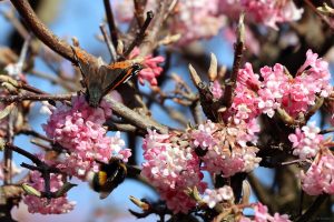 Admiral (Vanessa atalanta) und Dunkle Erdhummel am 9. März 2025 (Bombus terrestris) auf den Blüten des Winterschneeballs (Viburnum bodnantense)