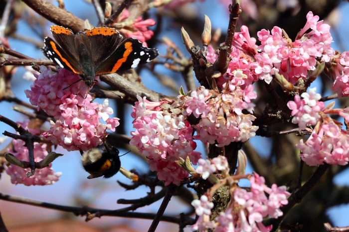 Admiral (Vanessa atalanta) und Dunkle Erdhummel am 9. März 2025 (Bombus terrestris) auf den Blüten des Winterschneeballs (Viburnum bodnantense)
