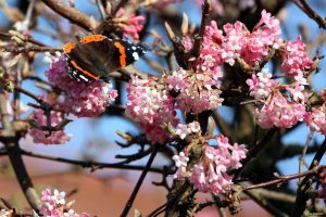 Admiral (Vanessa atalanta) am 9. März 2025 auf den Blüten des Winterschneeballs (Viburnum bodnantense)