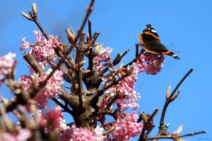 Admiral (Vanessa atalanta) am 9. März 2025 auf den Blüten des Winterschneeballs (Viburnum bodnantense)