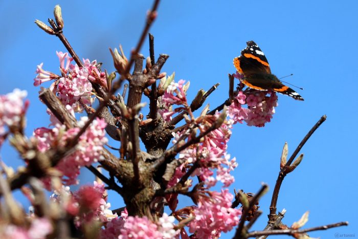 Admiral (Vanessa atalanta) am 9. März 2025 auf den Blüten des Winterschneeballs (Viburnum bodnantense)
