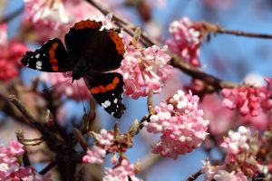 Admiral (Vanessa atalanta) am 9. März 2025 auf den Blüten des Winterschneeballs (Viburnum bodnantense)