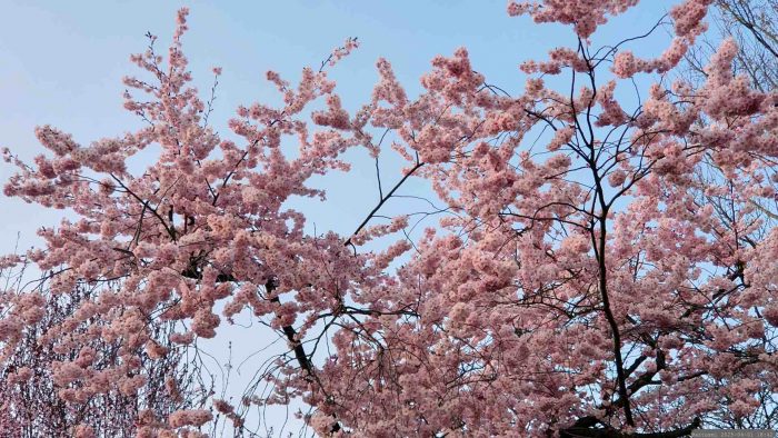 Rosa Kirschblüten in der Obernbreiter Straße in Marktbreit am 1. April 2025