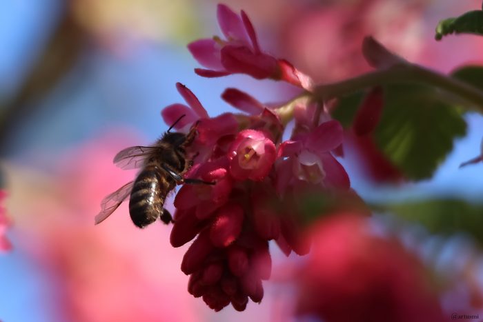 Honigbiene am 4. April 2025 an Blüte der Blut-Johannisbeere (Ribes sanguineum)