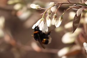 Hummel am 5. April 2025 an Blüte der Kupferfelsenbirne (Amelanchier lamarckii)
