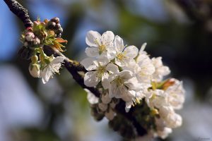 Kirschblüten am 9. April 2025