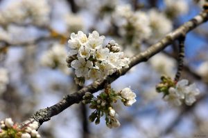 Kirschblüten am 9. April 2025