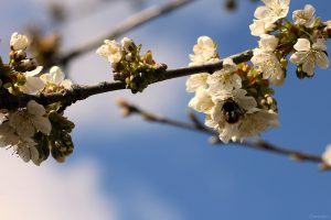 Kirschblüten am 9. April 2025