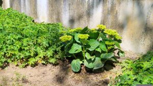 Ballhortensie (Hydrangea macrophylla) am 12. April 2025
