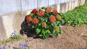 Ball-Hortensie „Schloss Wackerbarth“ (Hydrangea macrophylla) am 12. April 2025