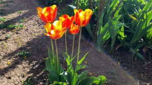 Tulpen in unserem Garten am 15. April 2025