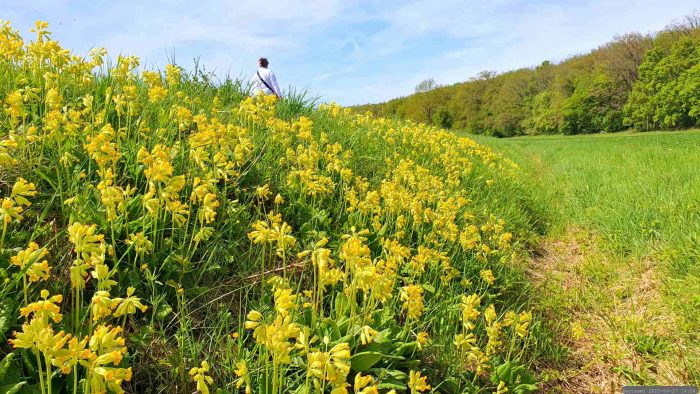Echte Schlüsselblume (Primula veris) am 27. April 2025