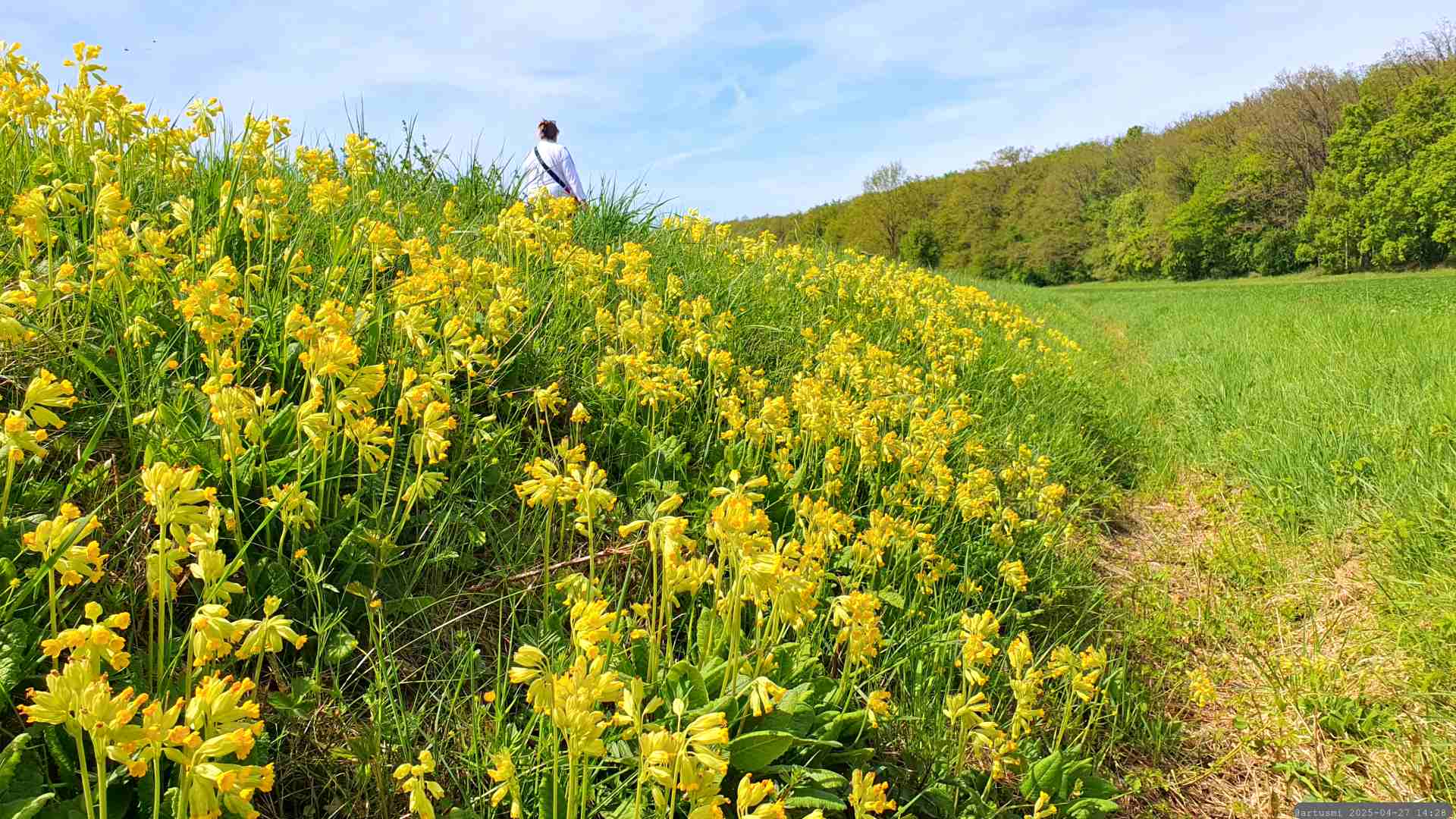 Echte Schlüsselblume (Primula veris) am 27. April 2025