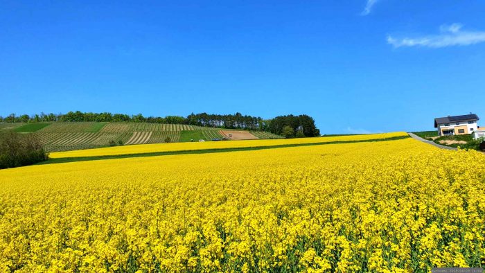 Rapsfeld bei Dertingen am 29. April 2025