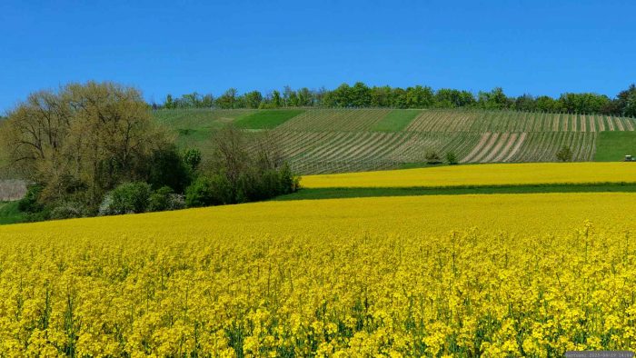 Weinberge und Rapsfelder bei Dertingen am 29. April 2025