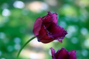 Tulpenblüte am 1. Mai 2025