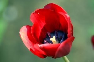 Tulpenblüte am 1. Mai 2025