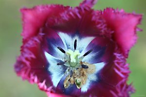 Tulpenblüte am 1. Mai 2025