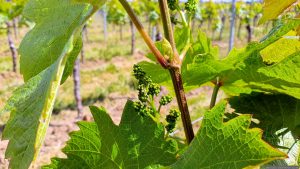 Weinblüte in der Weinlage Küchenmeister in Rödelsee am 17. Mai 2025